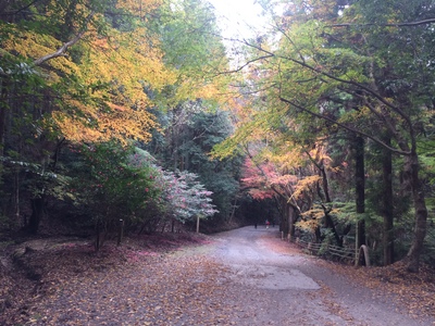 紅葉のシーズンですが・・・